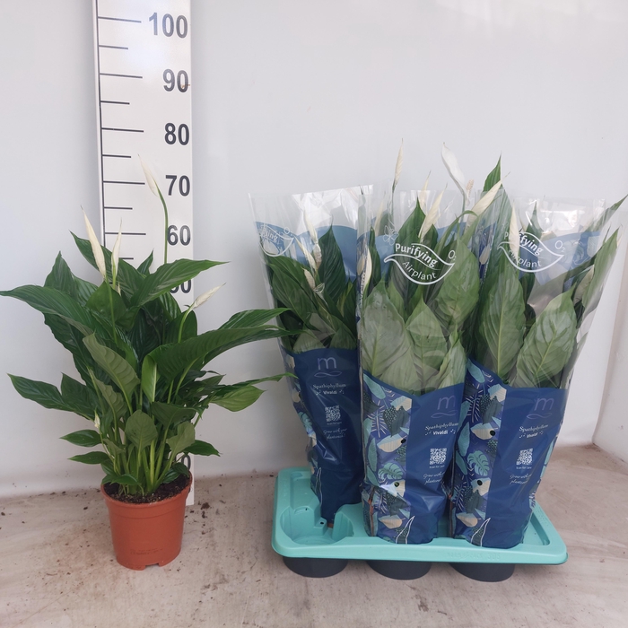 <h4>SPATH VIVALDI</h4>