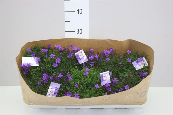 <h4>Campanula Ambella Intens Purple</h4>