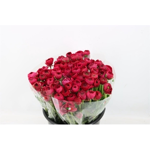 Ran Elegance Hot Pink