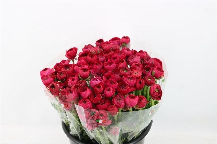 <h4>Ran Elegance Hot Pink</h4>