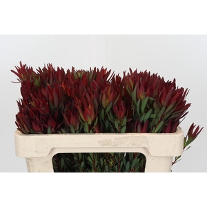 Leucadendron Blush Spray