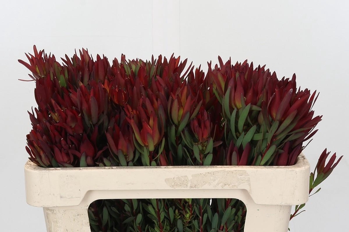 <h4>Leucadendron Blush Spray</h4>