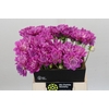 Dahlia Purple Onesta