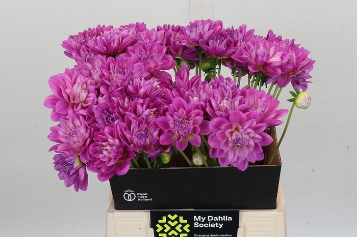 <h4>Dahlia Purple Onesta</h4>