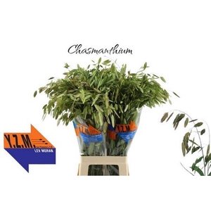 Siergras Chasm Latifolium