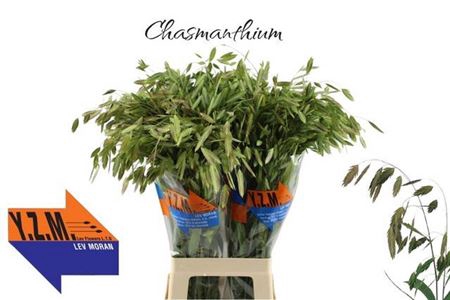<h4>Siergras Chasm Latifolium</h4>