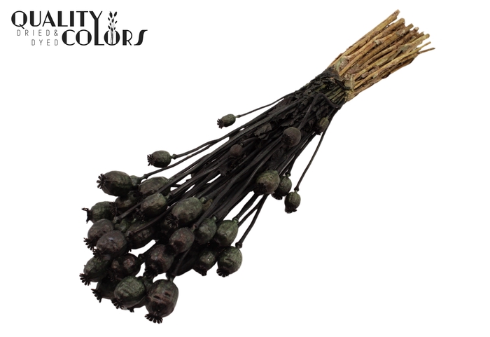 <h4>Papaver per bunch Black</h4>