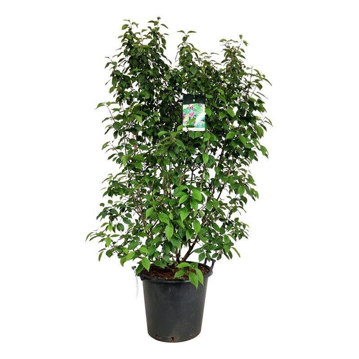 <h4>Callicarpa bodinieri 'Profusion'</h4>