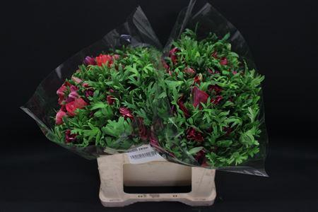 <h4>Anem Zwaar Magenta</h4>