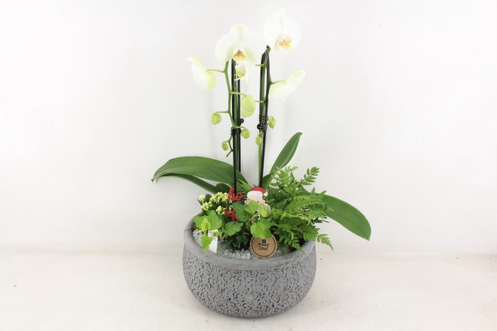 <h4>arr2 PL - Ker. barok Grijs phal cascade</h4>