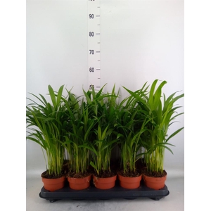 Dypsis lutescens   ...Chrysalidoca