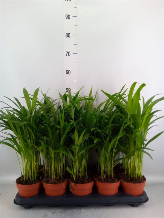 <h4>Dypsis lutescens ...Chrysalidoca</h4>