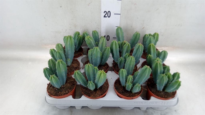 <h4>Cereus   ...</h4>