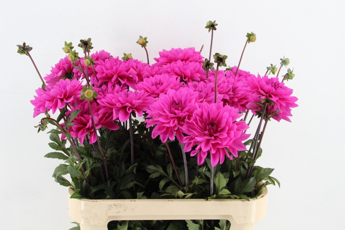<h4>DAHLIA NASHVILLE</h4>