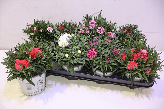 <h4>Dian Gemengd</h4>