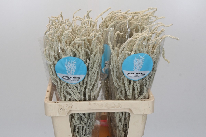 <h4>Amaranthus Yearming Desert</h4>