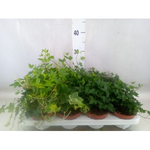 Hedera   ...mix