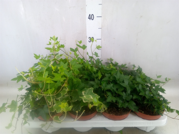 <h4>Hedera   ...mix</h4>