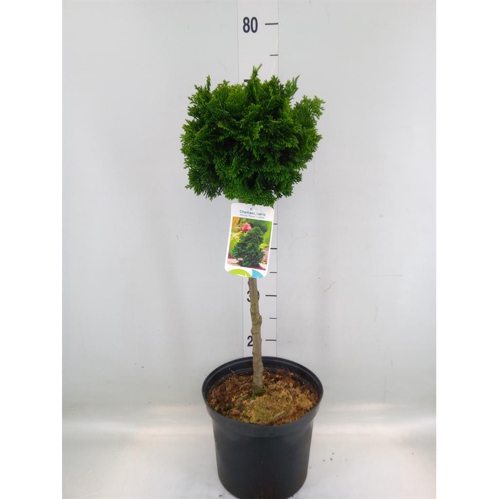 <h4>Chamaecyparis obt. 'Gracilis'</h4>