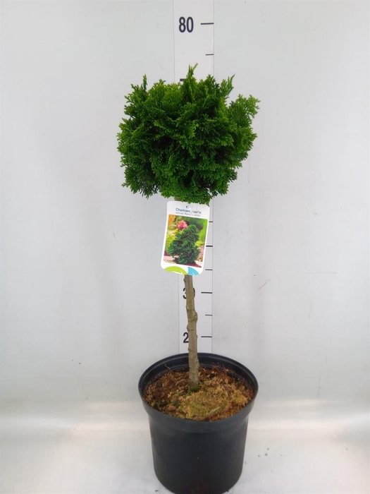 <h4>Chamaecyparis obt. 'Gracilis'</h4>