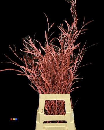 <h4>Grevillea Metallic Red</h4>