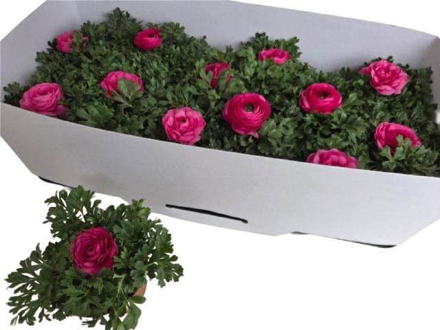 <h4>RANUN SPRINK PINK</h4>