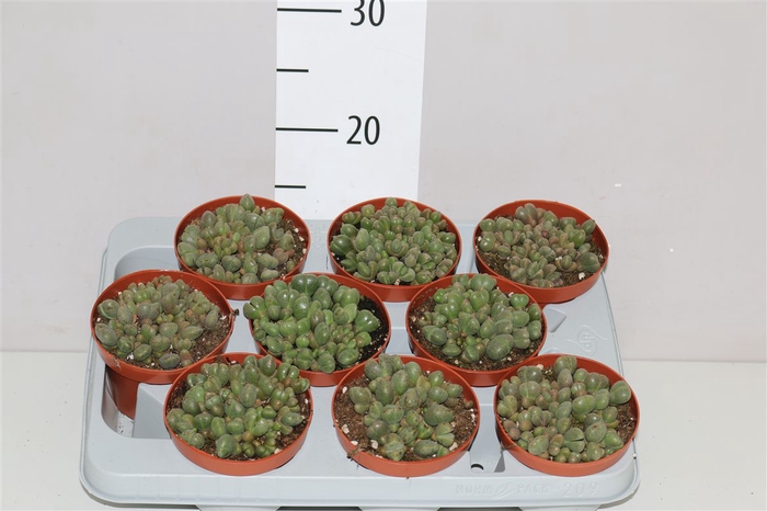 <h4>Lithops</h4>