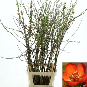 CHAENOMELES SUPERBA