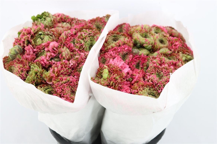 <h4>Ran Ponpon Ex Alladin</h4>