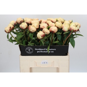 Paeonia Ann Cousins