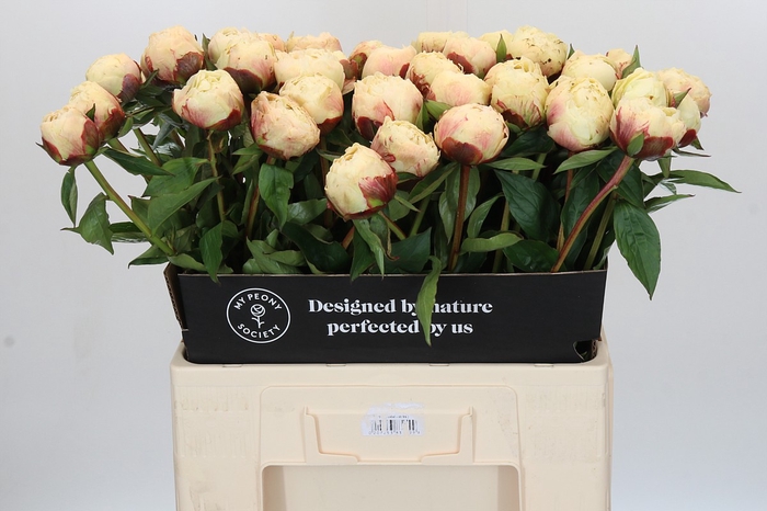 Paeonia Ann Cousins