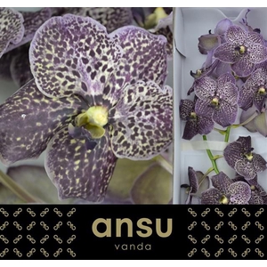 VANDA SU MAG BLACK