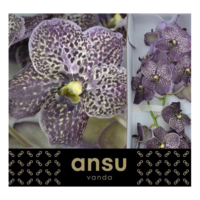<h4>VANDA SU MAG BLACK</h4>