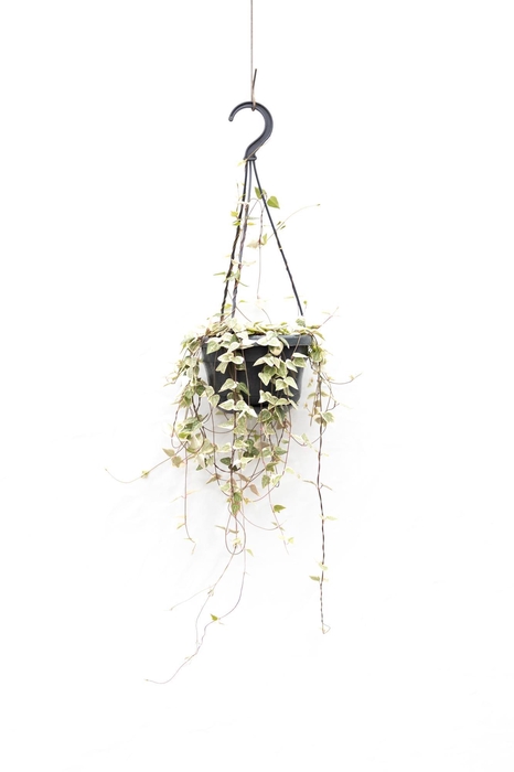 <h4>Ceropegia linearis 'Merel'</h4>
