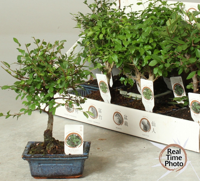 <h4>BONSAI GEM</h4>