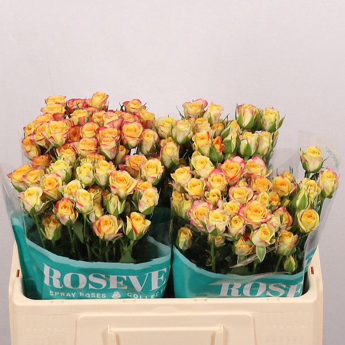 <h4>R TR SMART ROSEVER</h4>