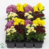 Chrysanthemum Gardenmum Mix Layer