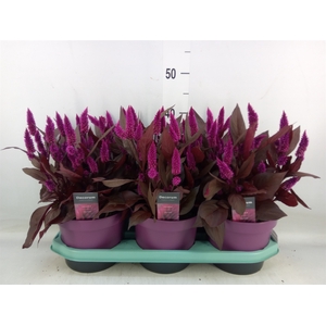 Celosia spic. 'Mystic Shades'