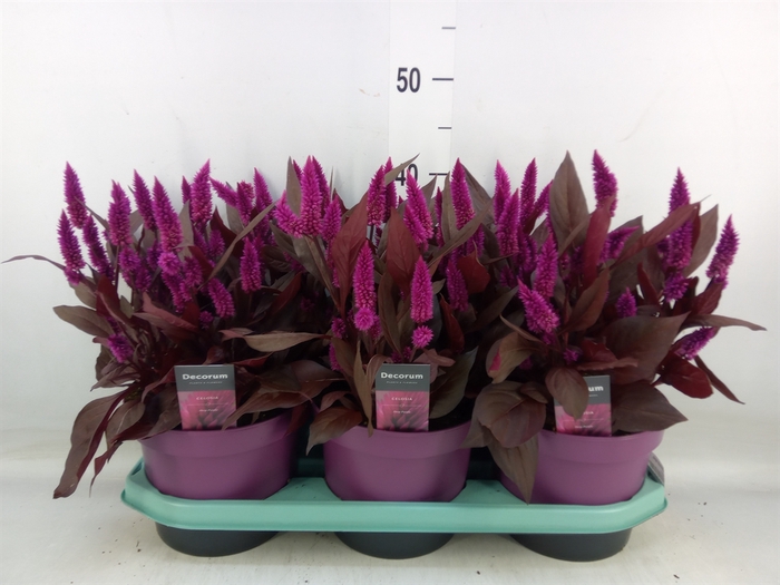 <h4>Celosia spic. 'Mystic Shades'</h4>