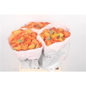 Ran Su Lambada Dark Orange