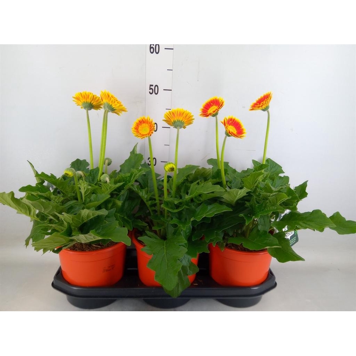 <h4>Gerbera 'Garvinea Sweet Blaze'</h4>