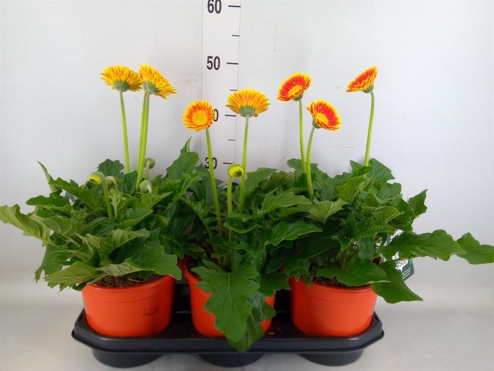 <h4>Gerbera  'Garvinea Sweet Blaze'</h4>