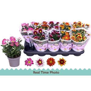 CHRYS GEM 2 KL BLOEM