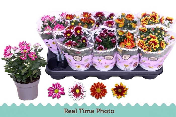 CHRYS GEM 2 KL BLOEM