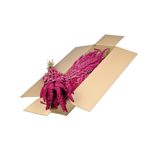 Amaranthus Sb Cerise
