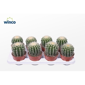 Echinocactus Grusonii