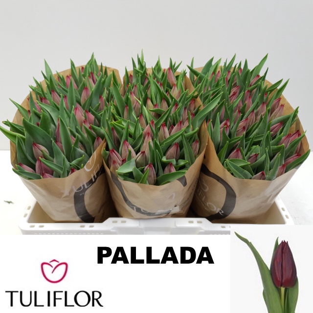 <h4>TU EN PALLADA</h4>