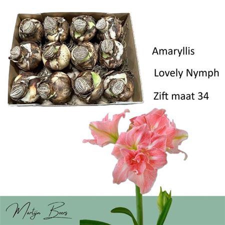 <h4>Bloembol Hippeastrum Pink</h4>