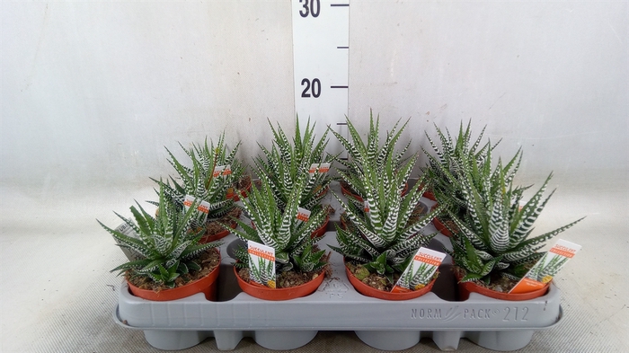<h4>Haworthia fasciala 'Big Band'</h4>