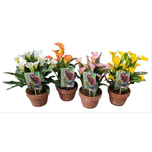 Zantedeschia Garden Dream Mix in rustieke pot